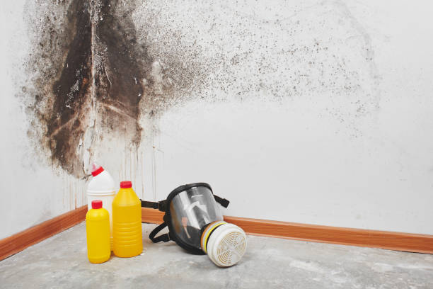 Mold Removal and Inspection in Auberry, CA