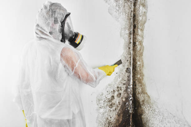 Auberry, CA Mold Removal Company