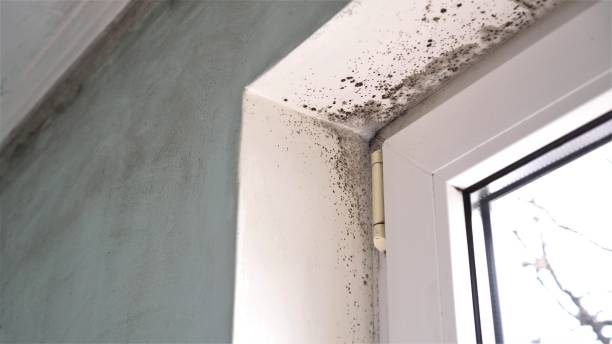 Best Attic Mold Removal  in Auberry, CA