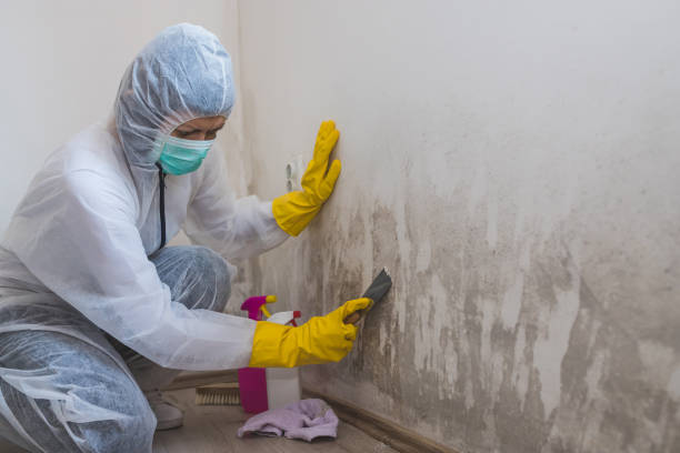 Best Mold Cleaning Services  in Auberry, CA
