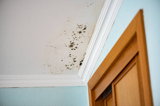 Best Mold Removal Company Near Me  in Auberry, CA