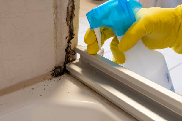 Best Office Mold Removal Services  in Auberry, CA