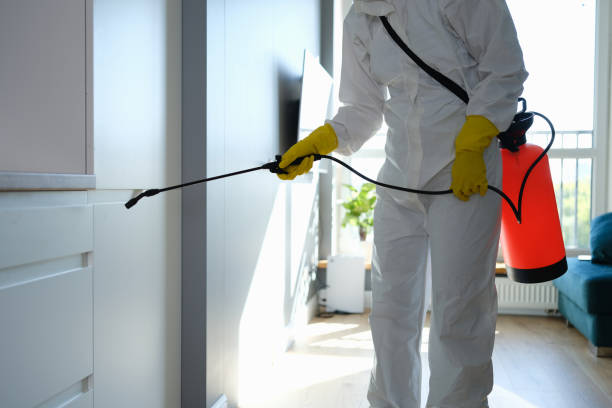 Best Local Mold Removal Service  in Auberry, CA