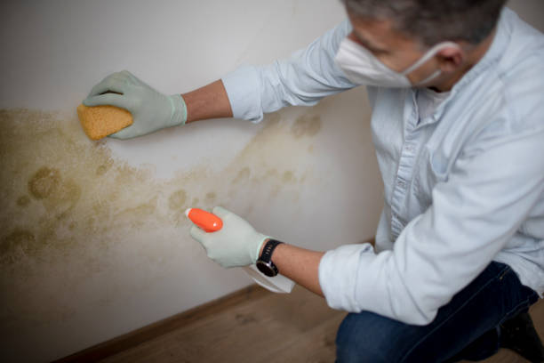 Best Residential Mold Removal  in Auberry, CA