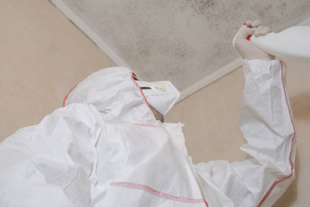 Best Toxic Mold Removal  in Auberry, CA