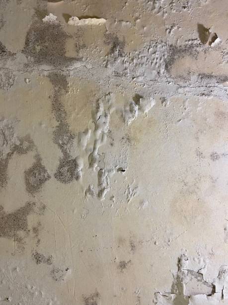 Best Mold Removal Near Me  in Auberry, CA