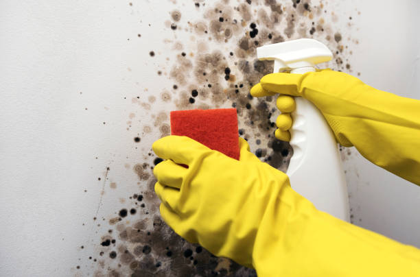 Best Affordable Mold Removal  in Auberry, CA