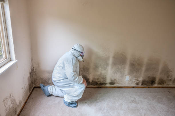 Best Same-Day Mold Removal  in Auberry, CA