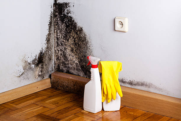 Best Best Mold Removal Companies  in Auberry, CA