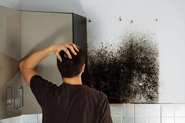 Best Mold Inspection  in Auberry, CA