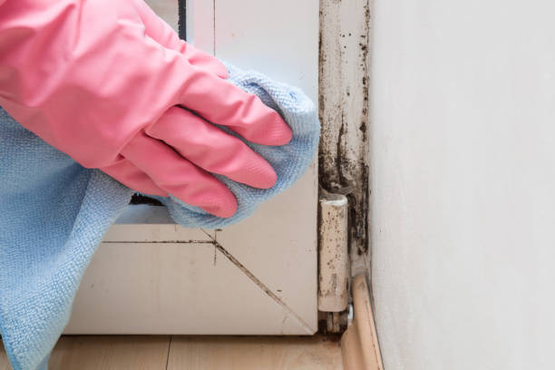 Best Mold Removal Specialists  in Auberry, CA